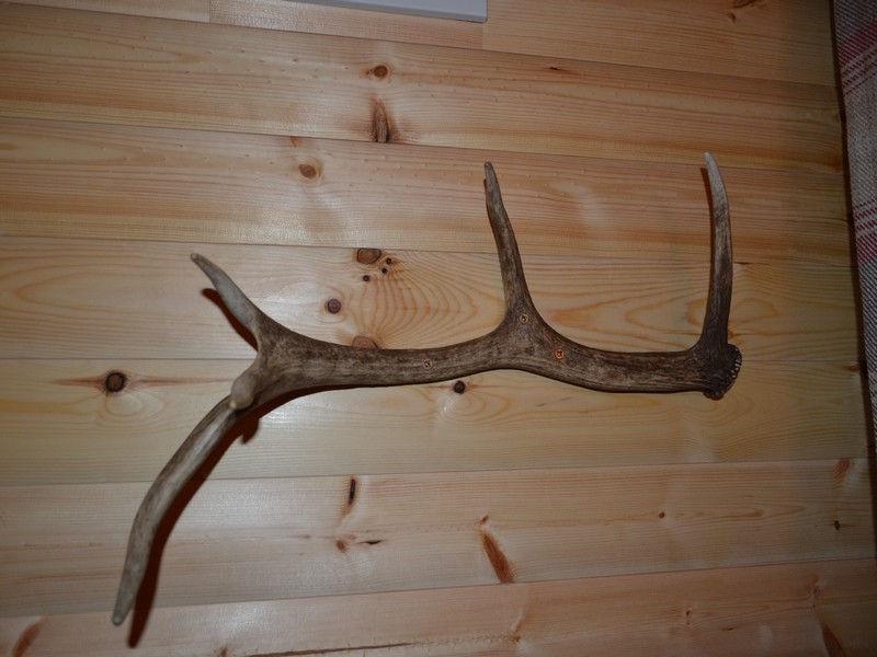 quirky antler coathook
